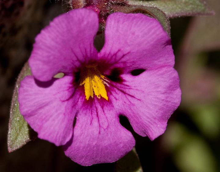 Bigelow's Monkeyflower, Mimulus bigelovii 0711.jpg - Copyright 2010 DonJacobson